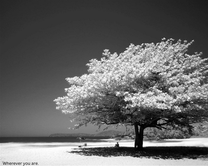 Big shaddy tree on the beach at Byron Bay